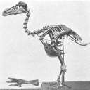 Dodo bones